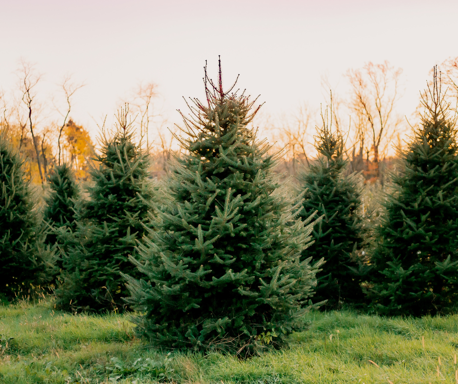 Een echte kerstboom lijkt in sommige gevallen snel zijn naalden te verliezen. Lees hier enkele tips om dit te voorkomen.