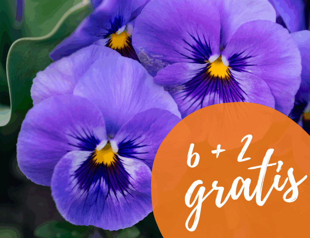Met hun vrolijke kleuren brengen violen meteen sfeer in je tuin, terras of op je vensterbank. Perfect om dit najaar nog wat extra kleur toe te voegen!