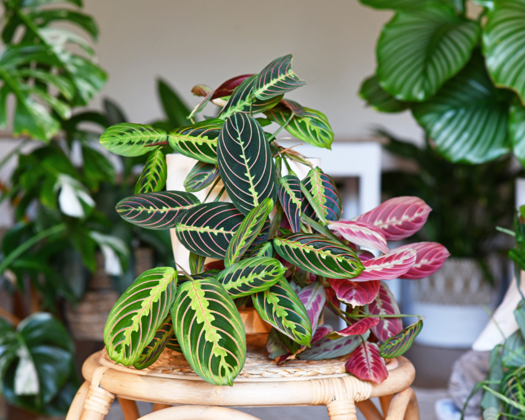 Zo blijven ze gezond en groen.