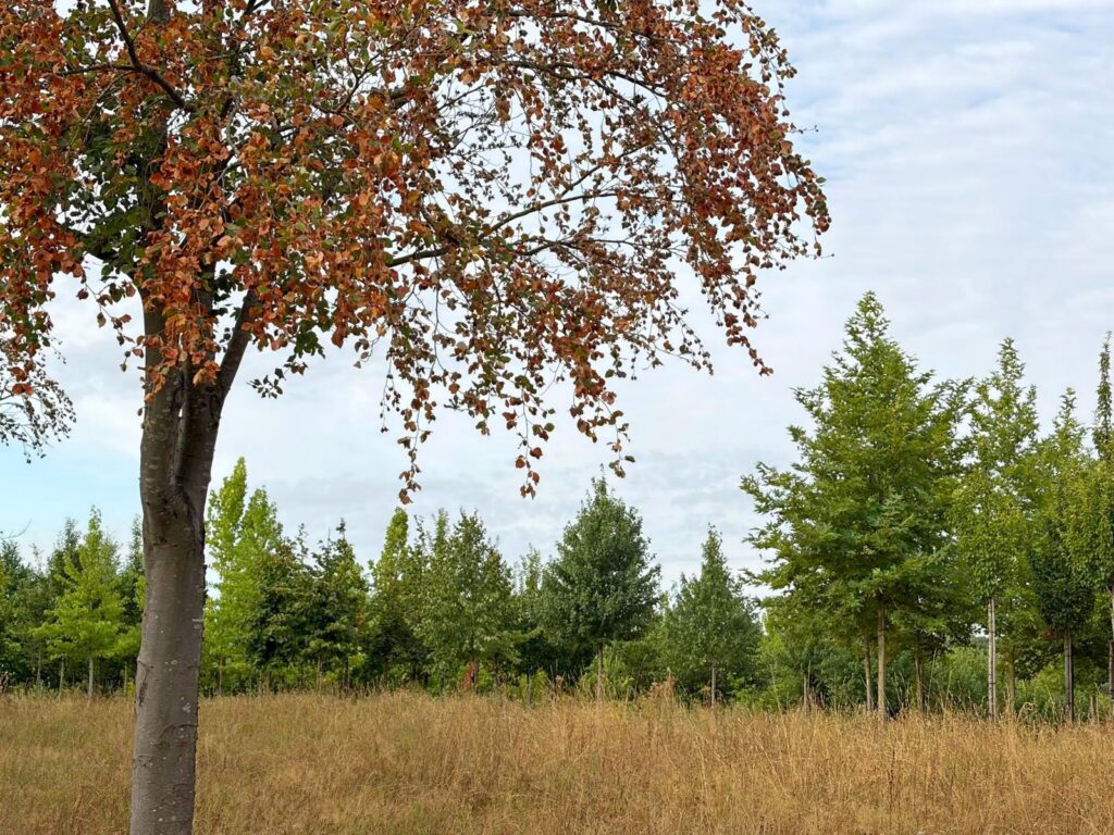 Een boom plant je voor tientallen jaren. Maar zijn de bomen die we vandaag kiezen ook bestand tegen het klimaat van morgen?